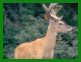 La chasse au chevreuil