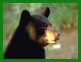 La chasse � l'ours