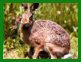 La chasse aux petits gibiers